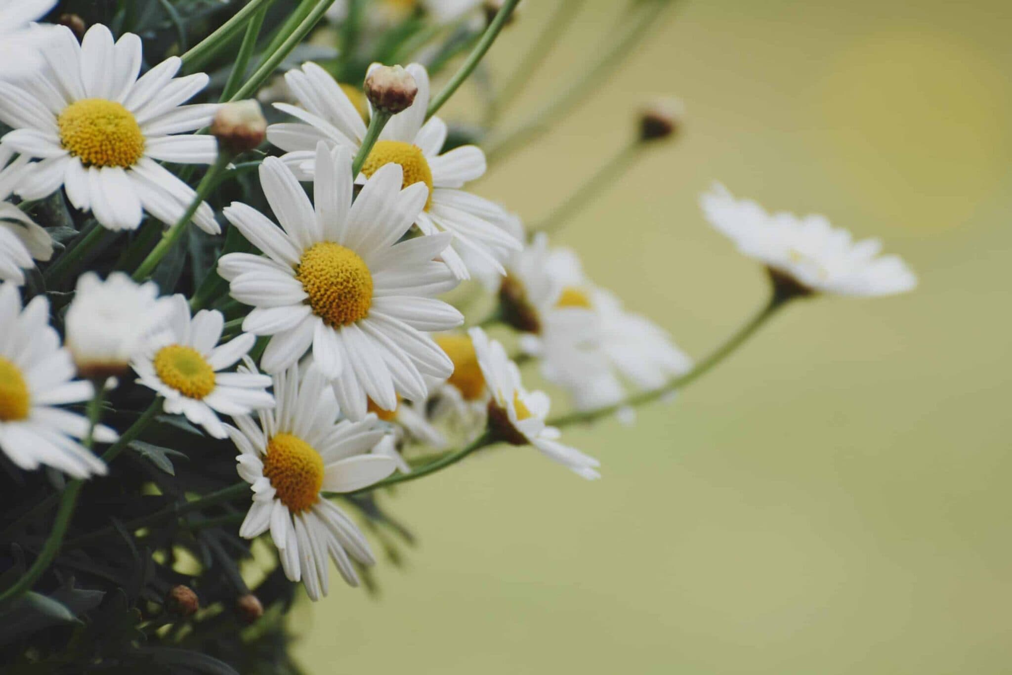 Mastering Panic Attacks: Effective Calming Strategies