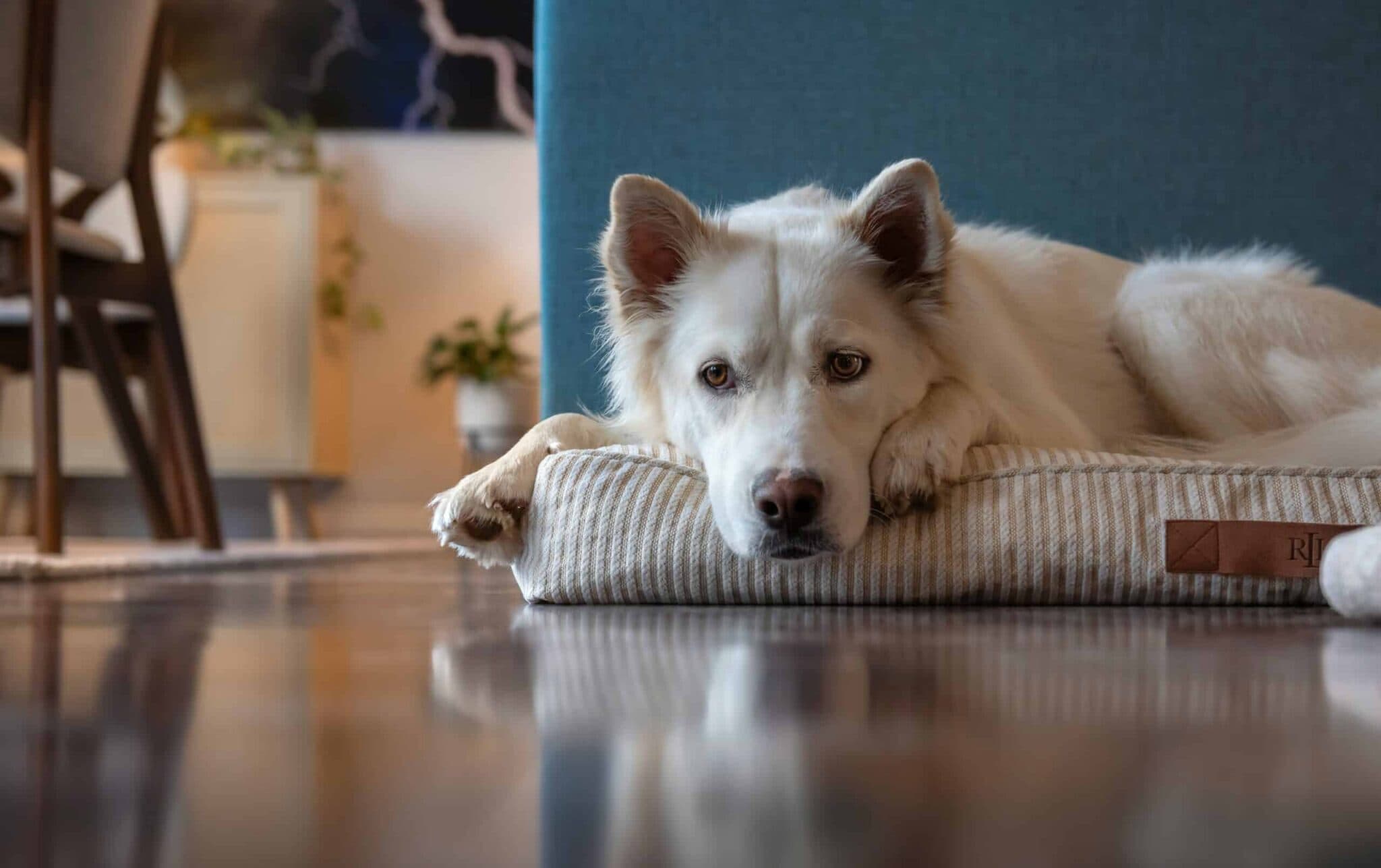 Comprendre la dépression des animaux de compagnie : Signes, causes et solutions