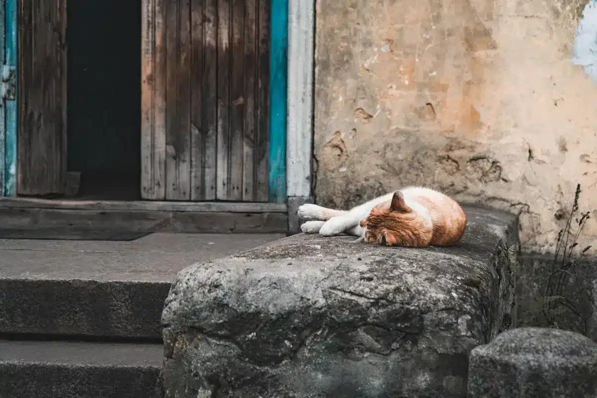 ¿Cómo identificar si es burnout autista o depresión? Guía para distinguirlos
