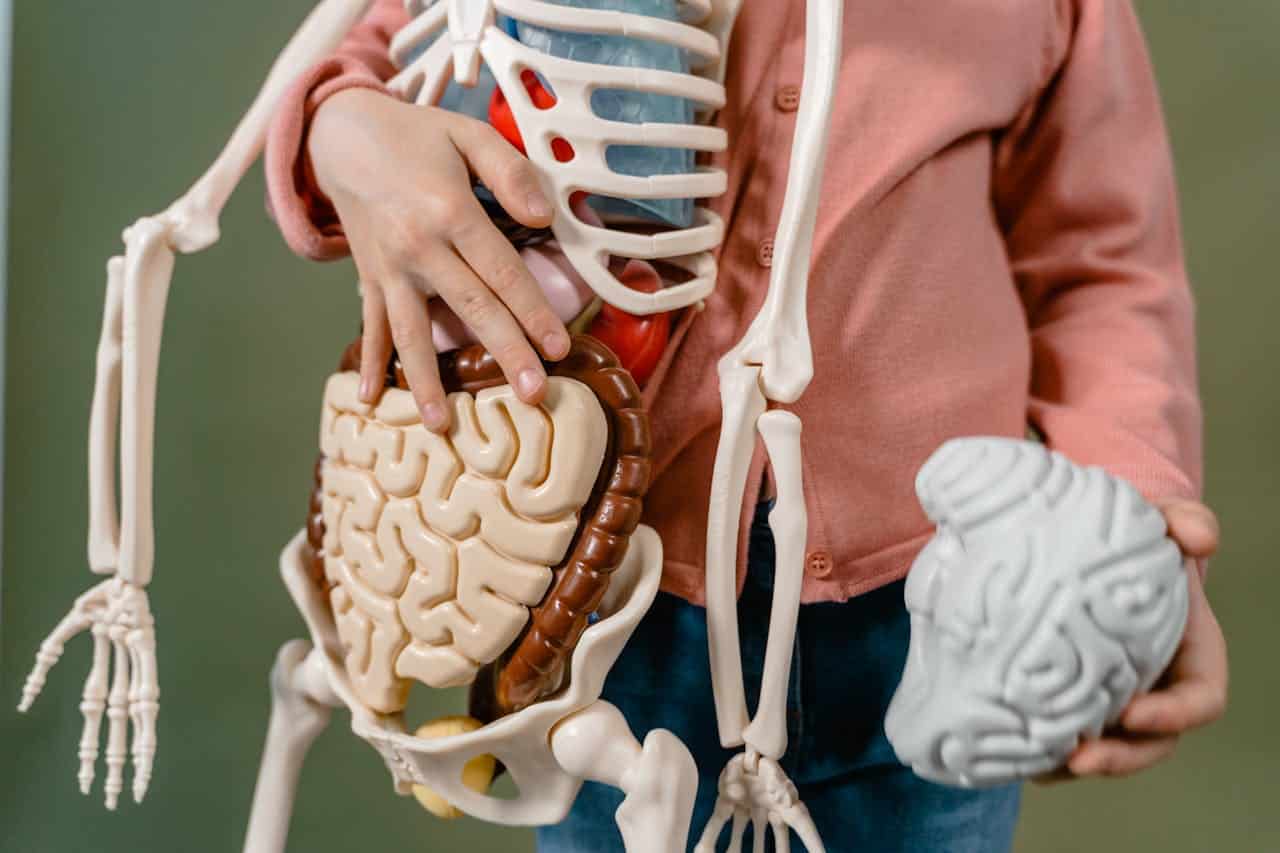 Ansiedad intestino-cerebro: por qué el estómago siente cada preocupación