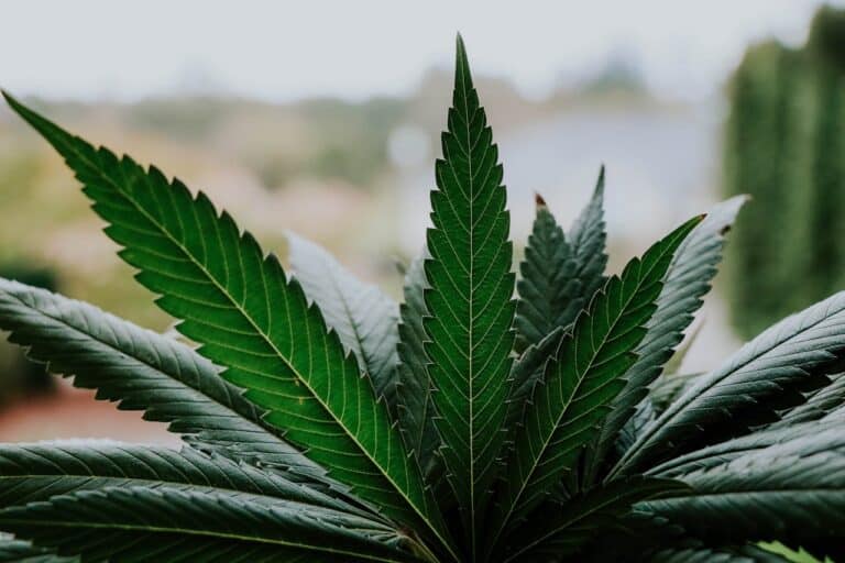 El cannabis y la salud mental: lo que revelan las investigaciones