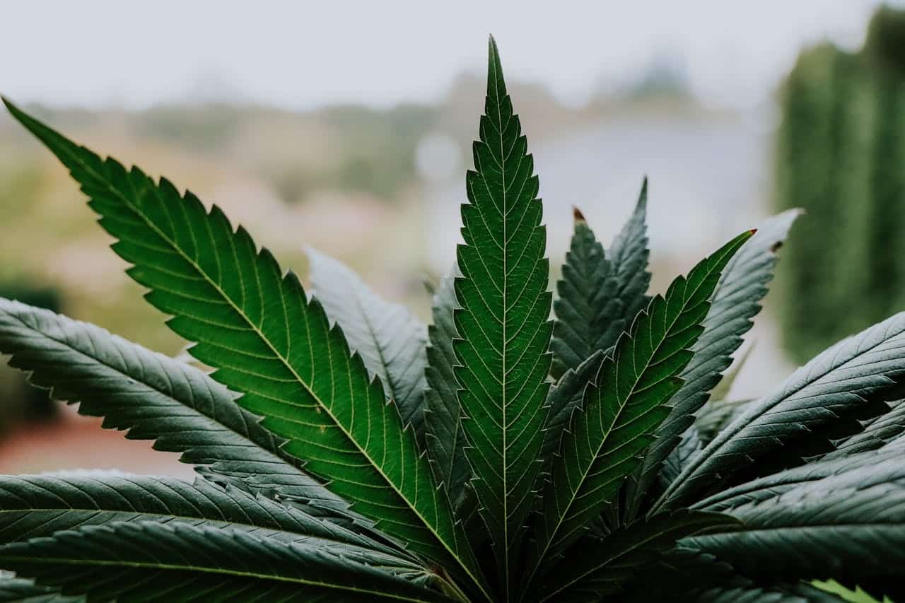 Cannabis and Mental Health: What Research Reveals