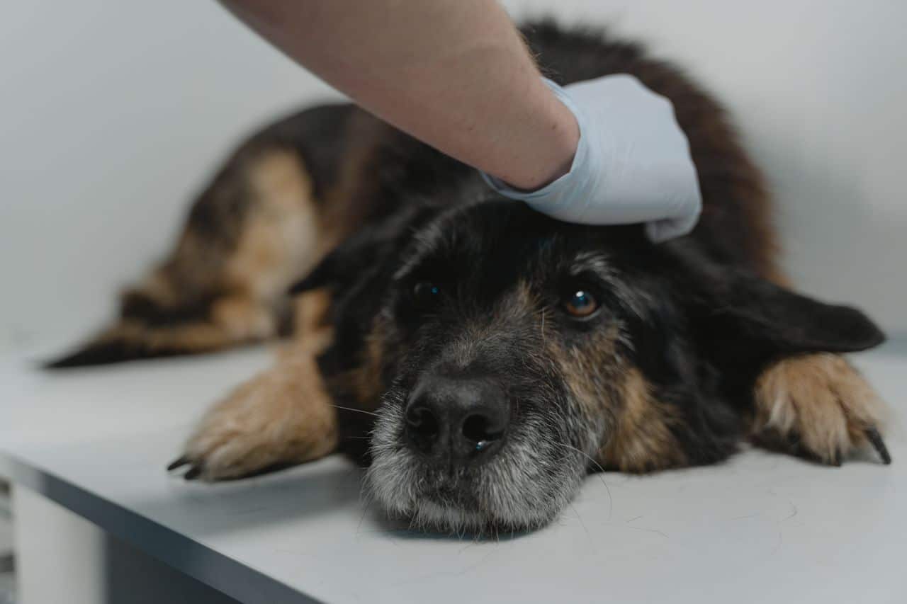 The Hidden Cost of Performing Euthanasia Every Single Day