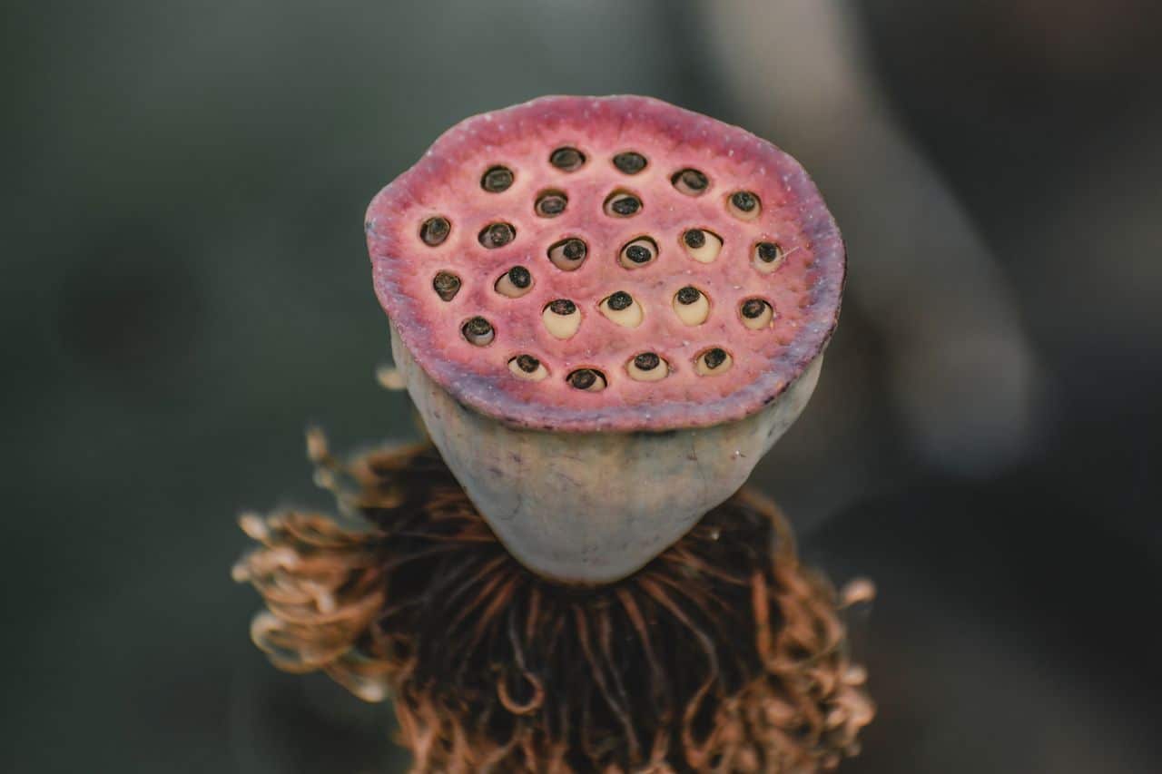 Why Hole Clusters Disgust You Before You Can Think