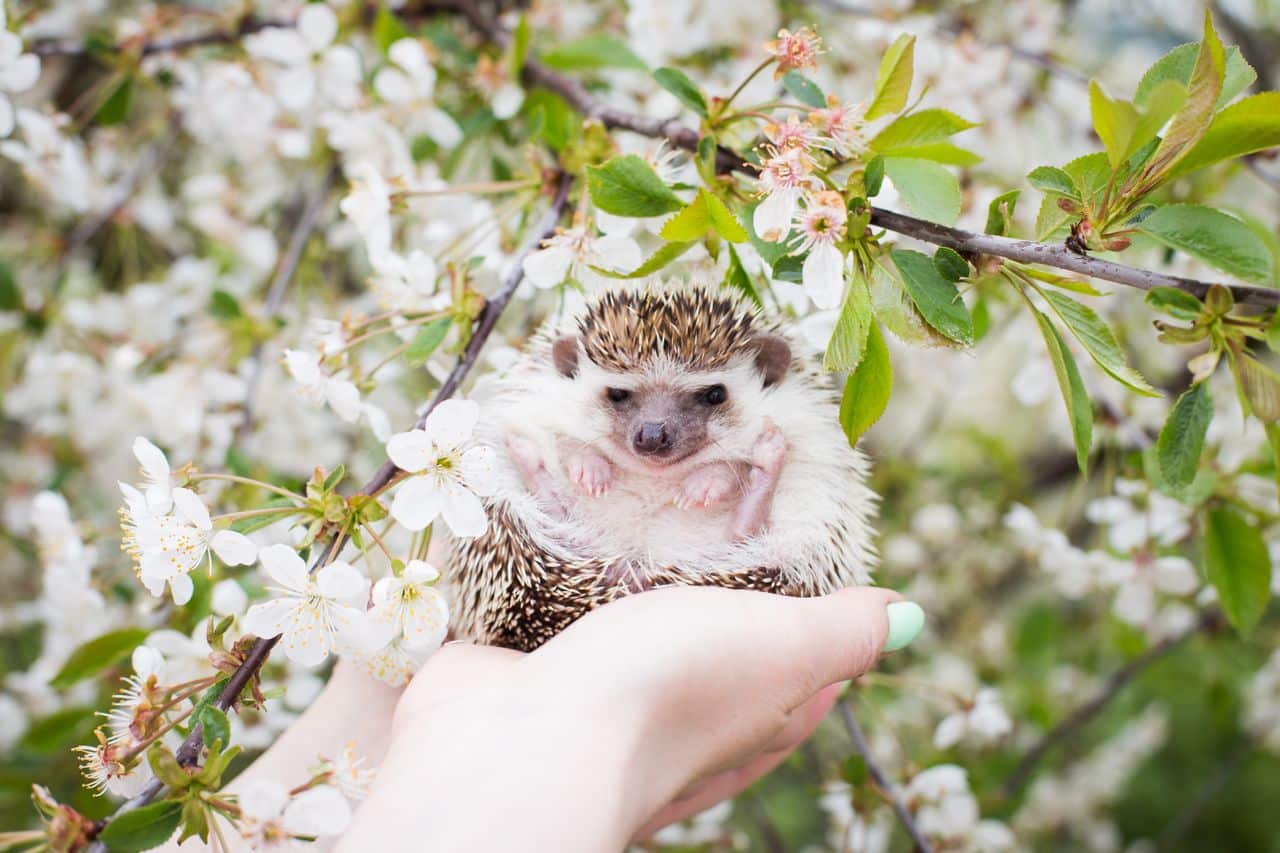 The Hedgehog Dilemma and Why Love Always Pricks You