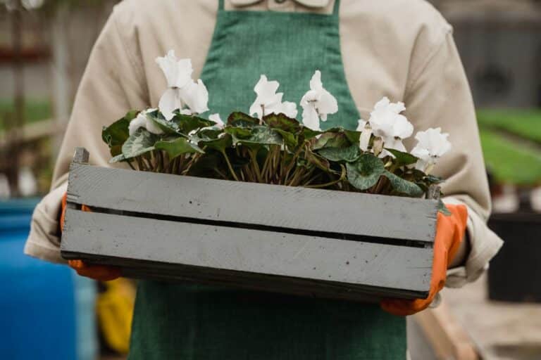 Why Horticultural Therapy Became a Real Clinical Treatment
