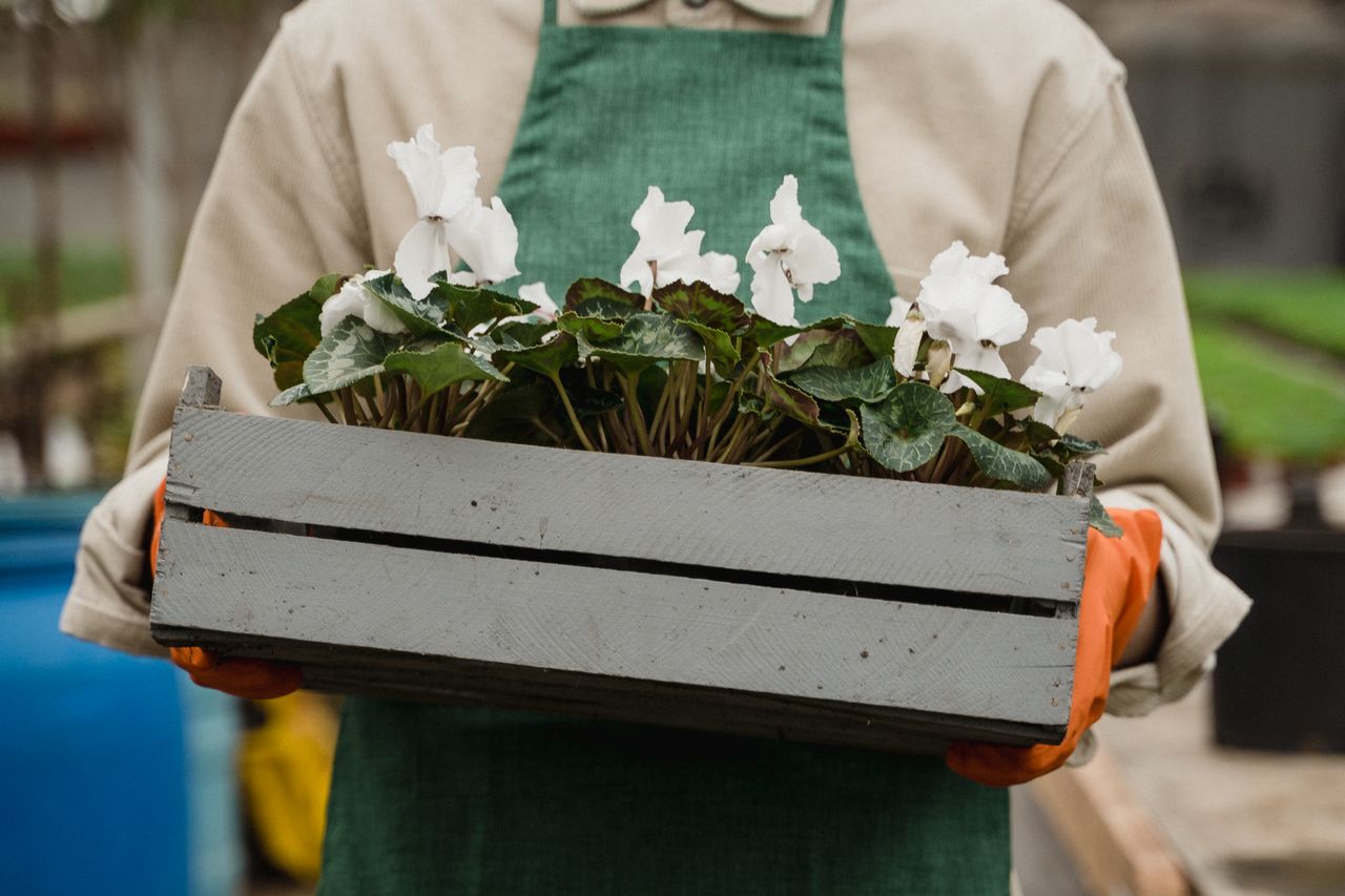 Why Horticultural Therapy Became a Real Clinical Treatment