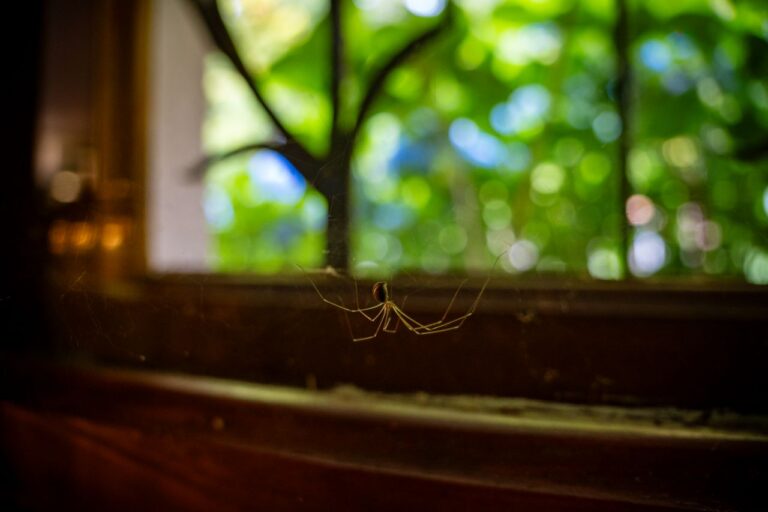 Why Fear of Spiders Is So Common and So Old